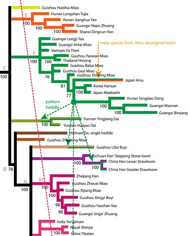 A phylogenetic tree